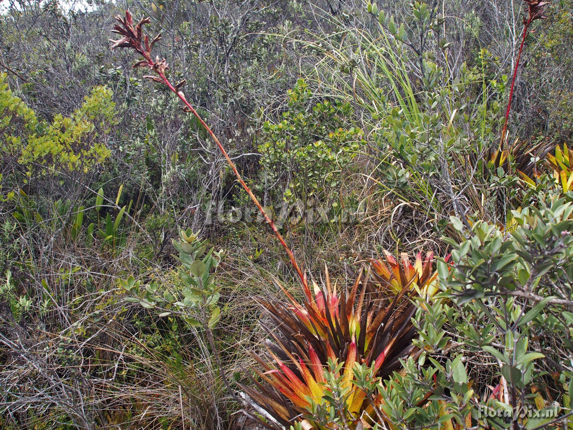 Tillandsia unknown3