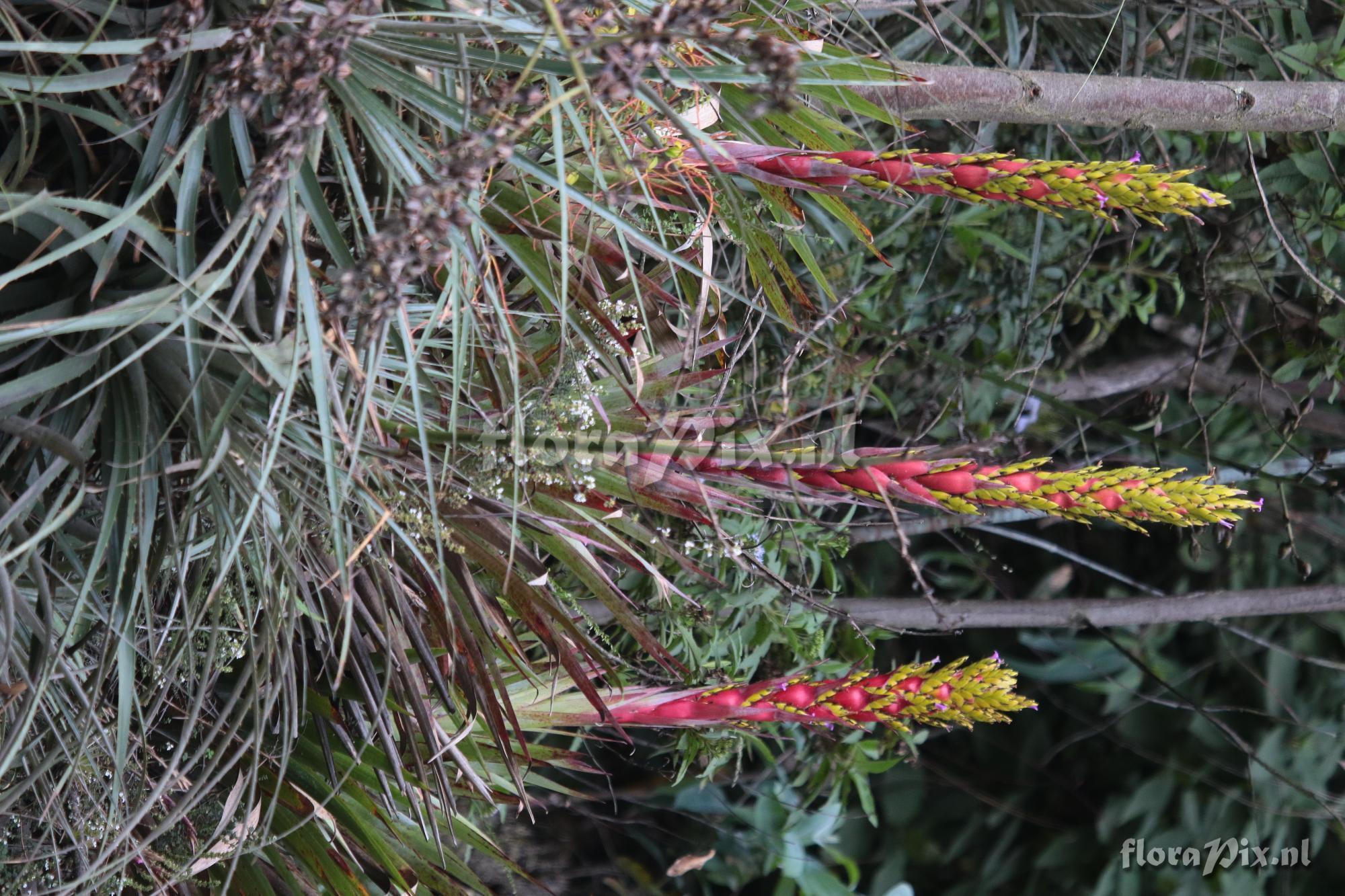 Tillandsia unknown