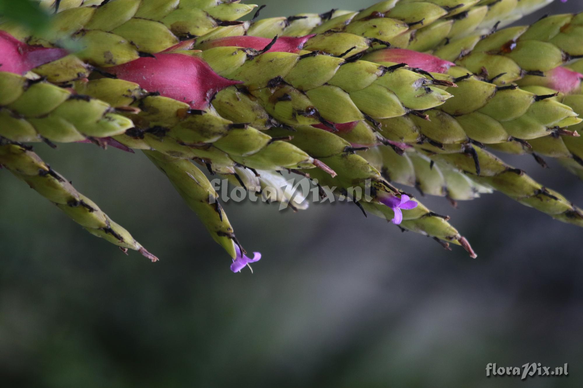 Tillandsia unknown