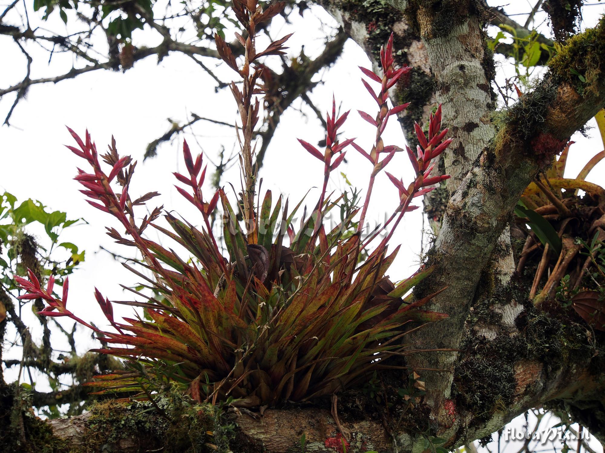 Tillandsia naundorffiae