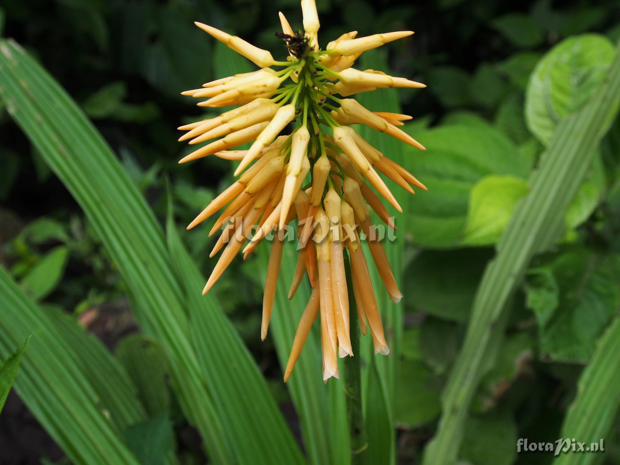 Pitcairnia reflexiflora