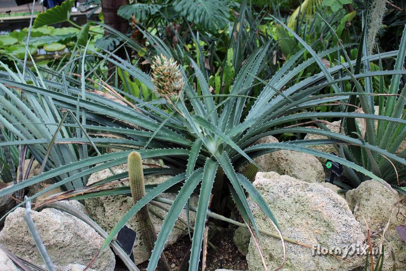 Bromelia antiacantha