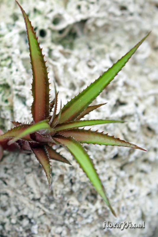 Cryptanthus colnagoi