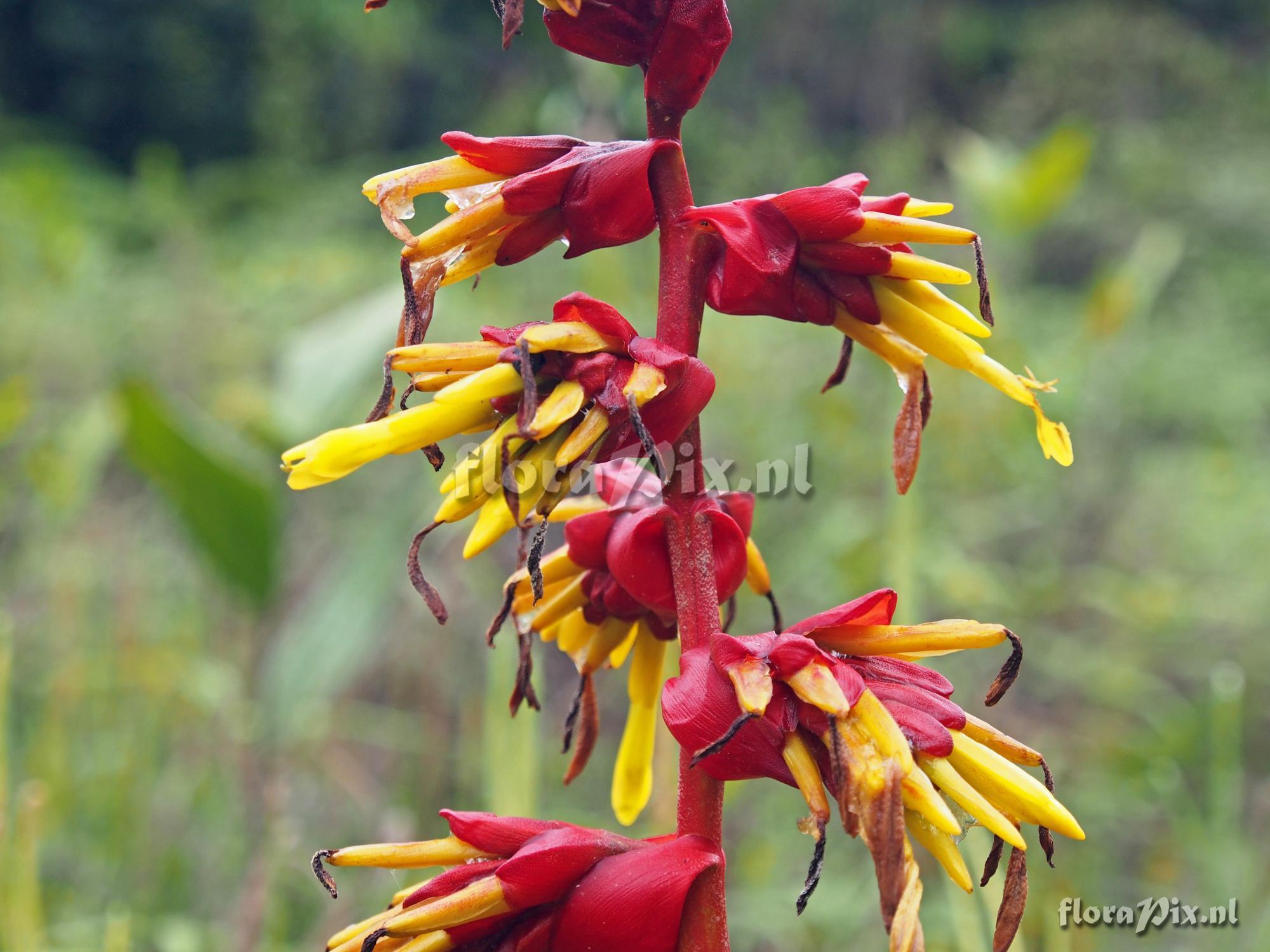 Guzmania garciaensis