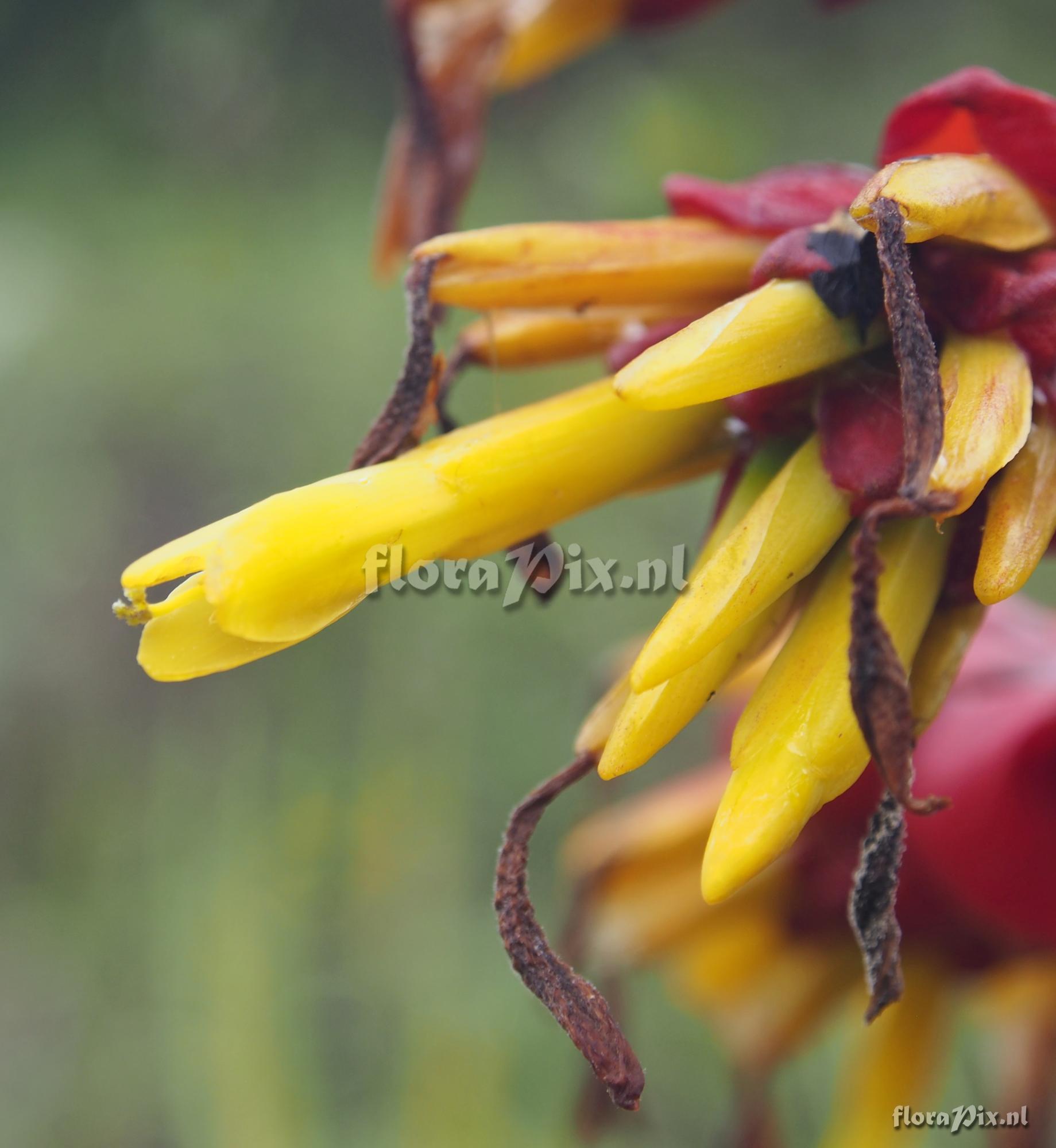 Guzmania garciaensis