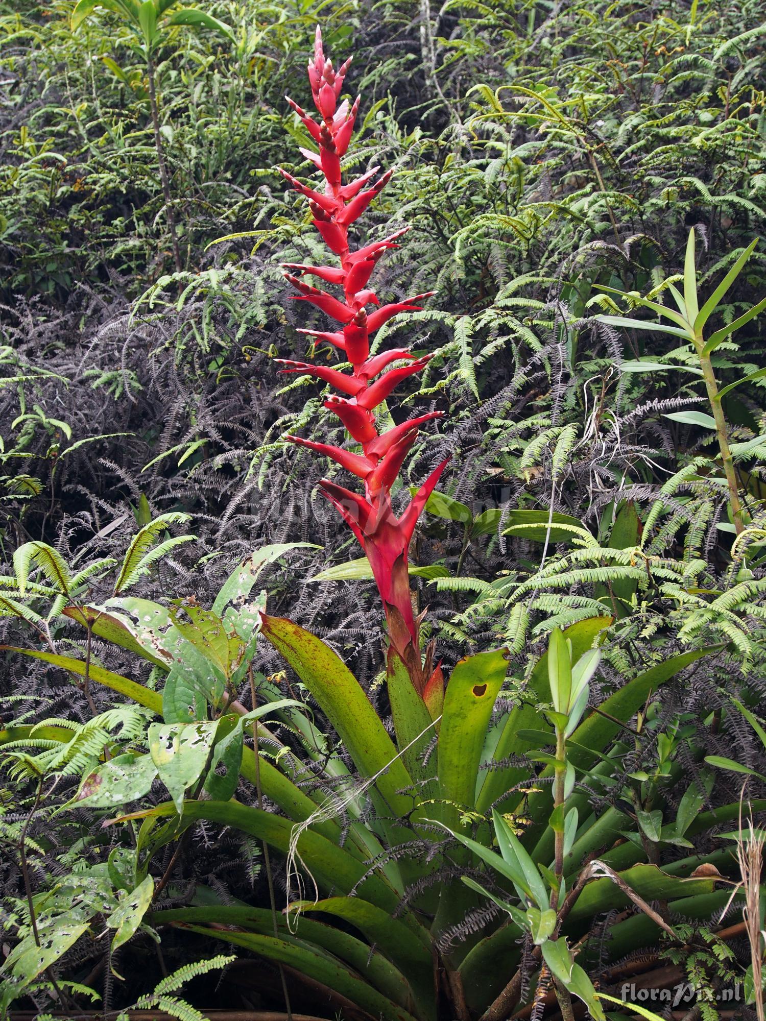 Tillandsia (Mezobromelia) schimperiana