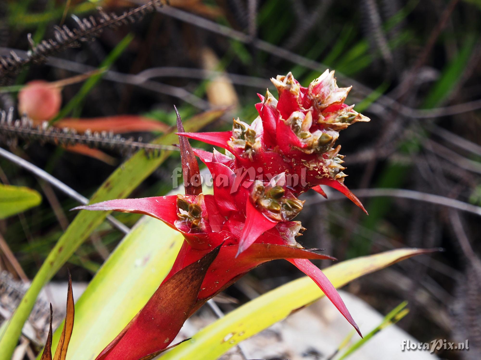 Mezobromelia 