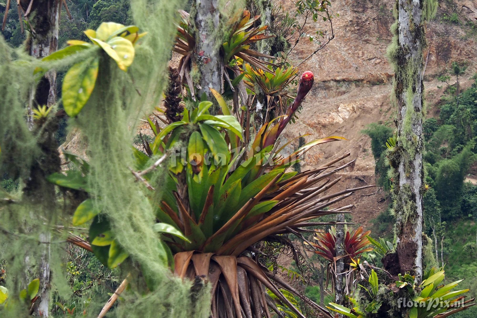 Guzmania claviformis