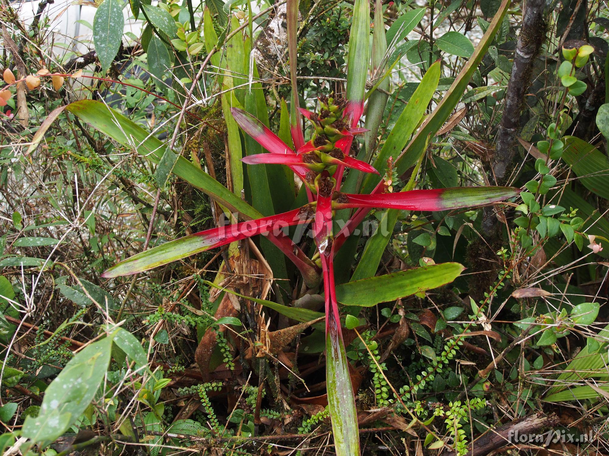 Guzmania aff. squarrosa