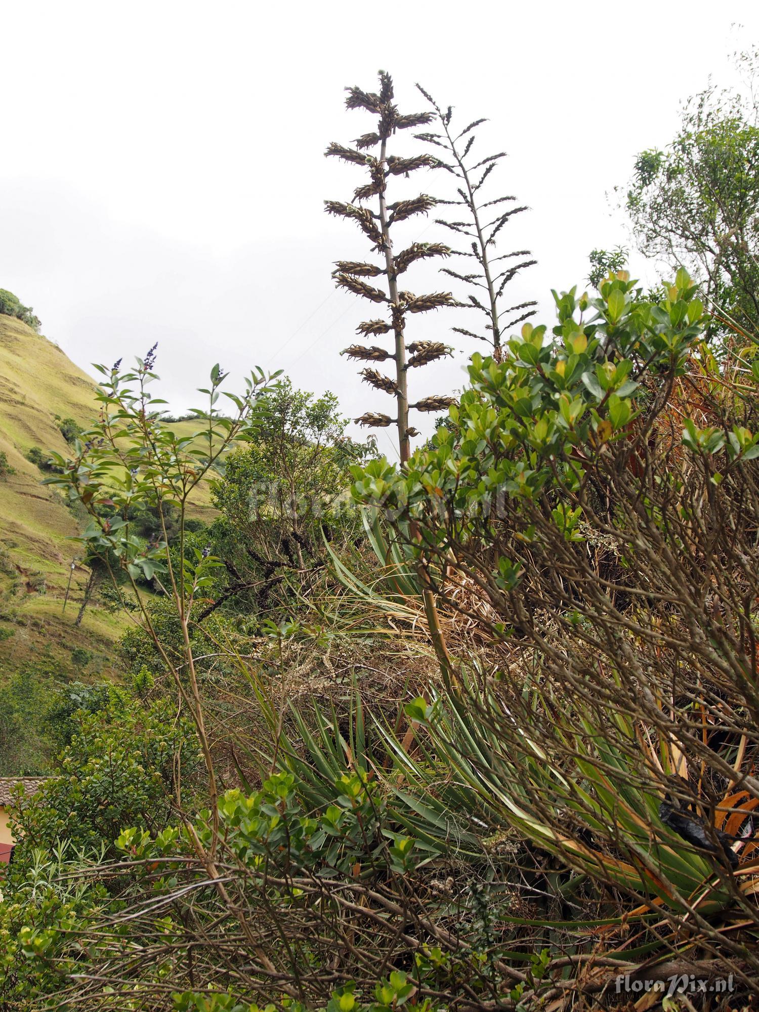 Puya sodiroana