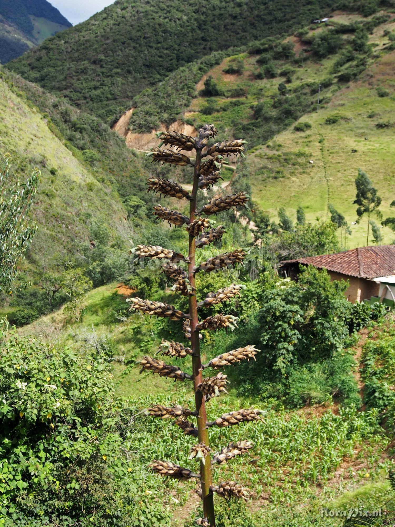 Puya sodiroana