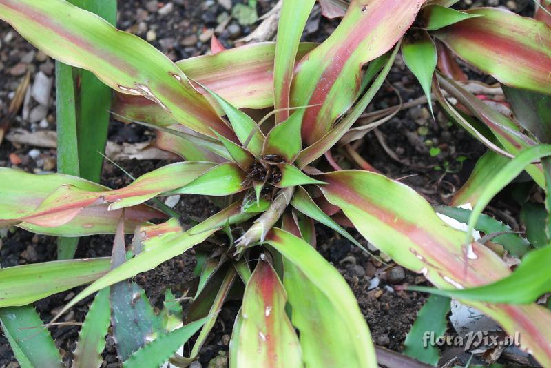 Cryptanthus ?