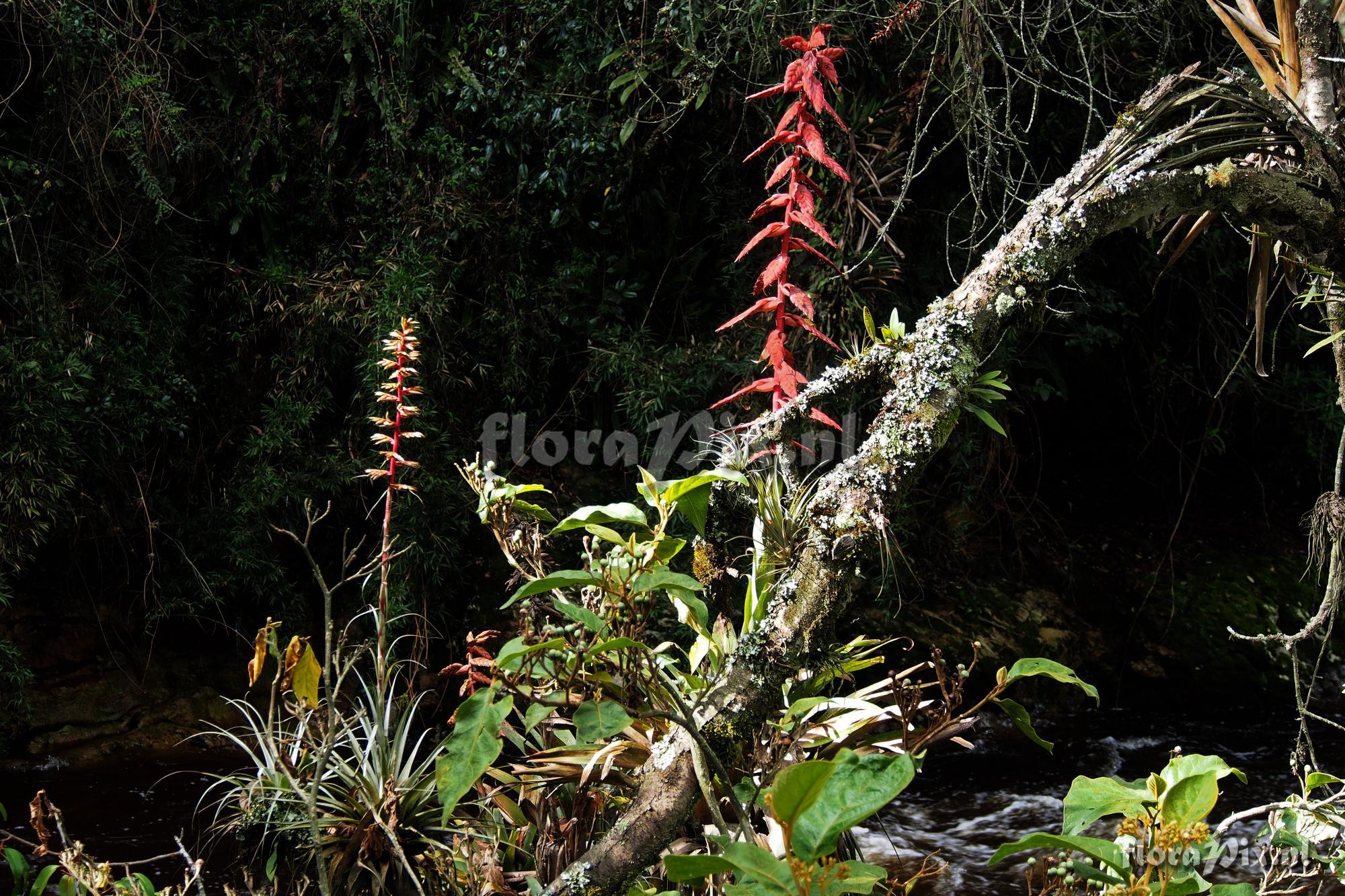 Tillandsia superba