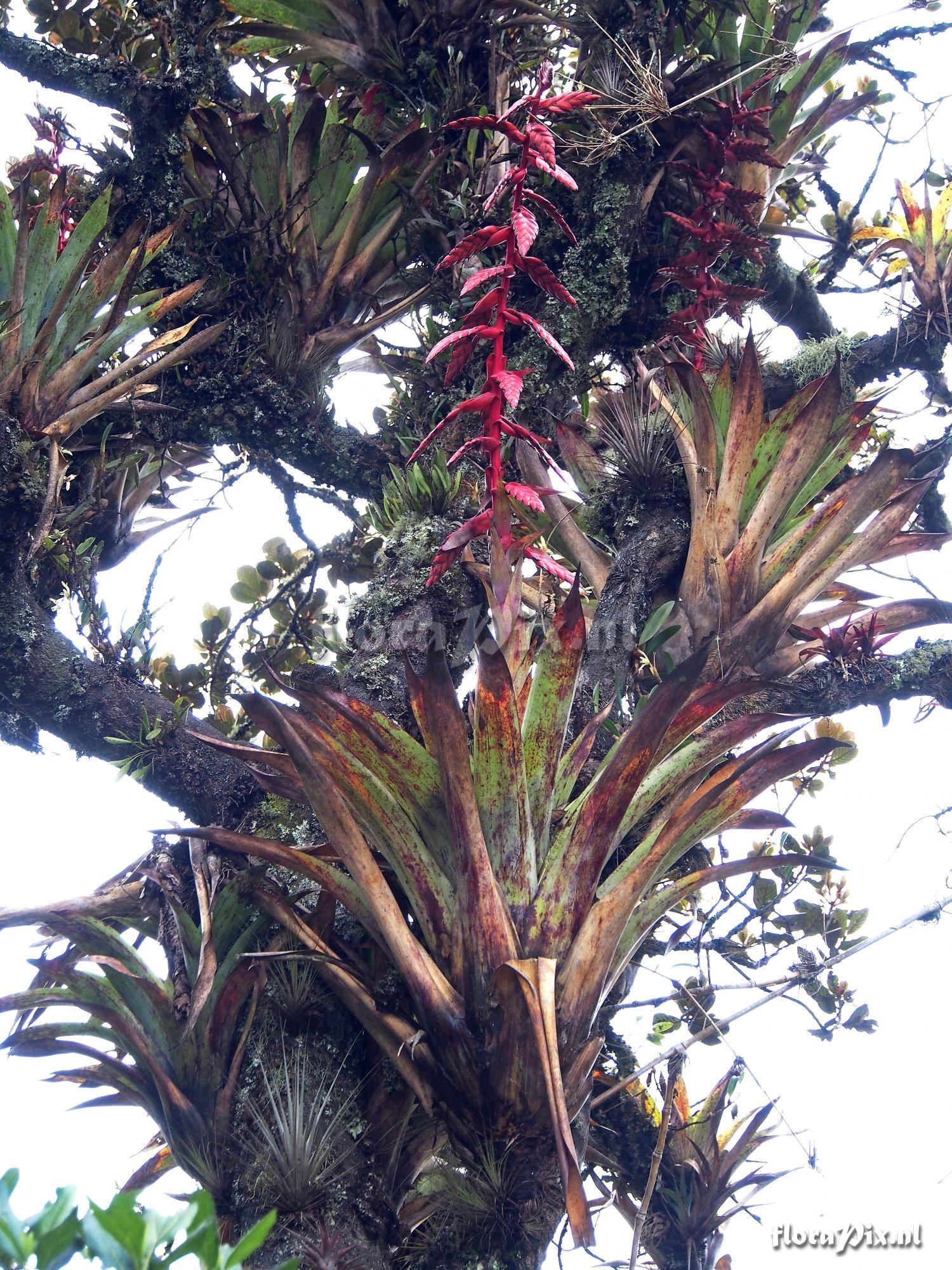 Tillandsia superba