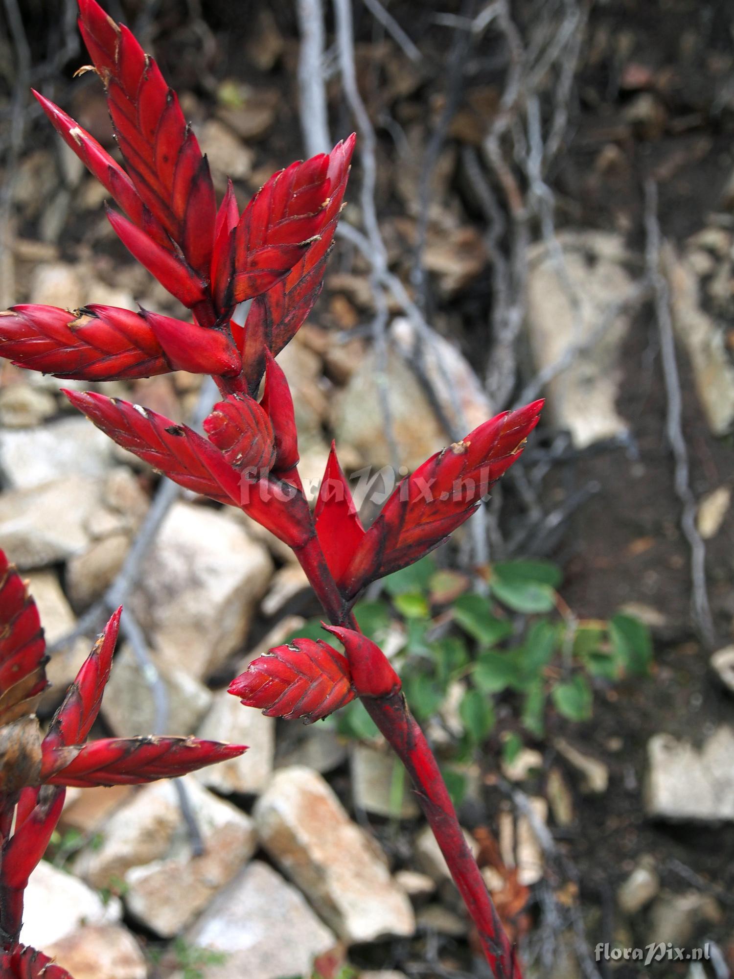 Tillandsia stenoura