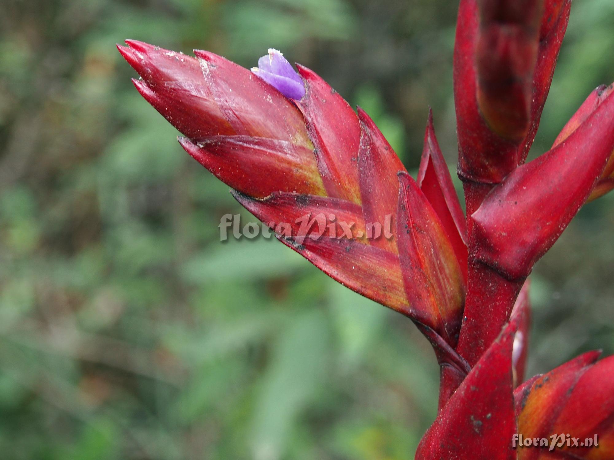 Tillandsia stenoura