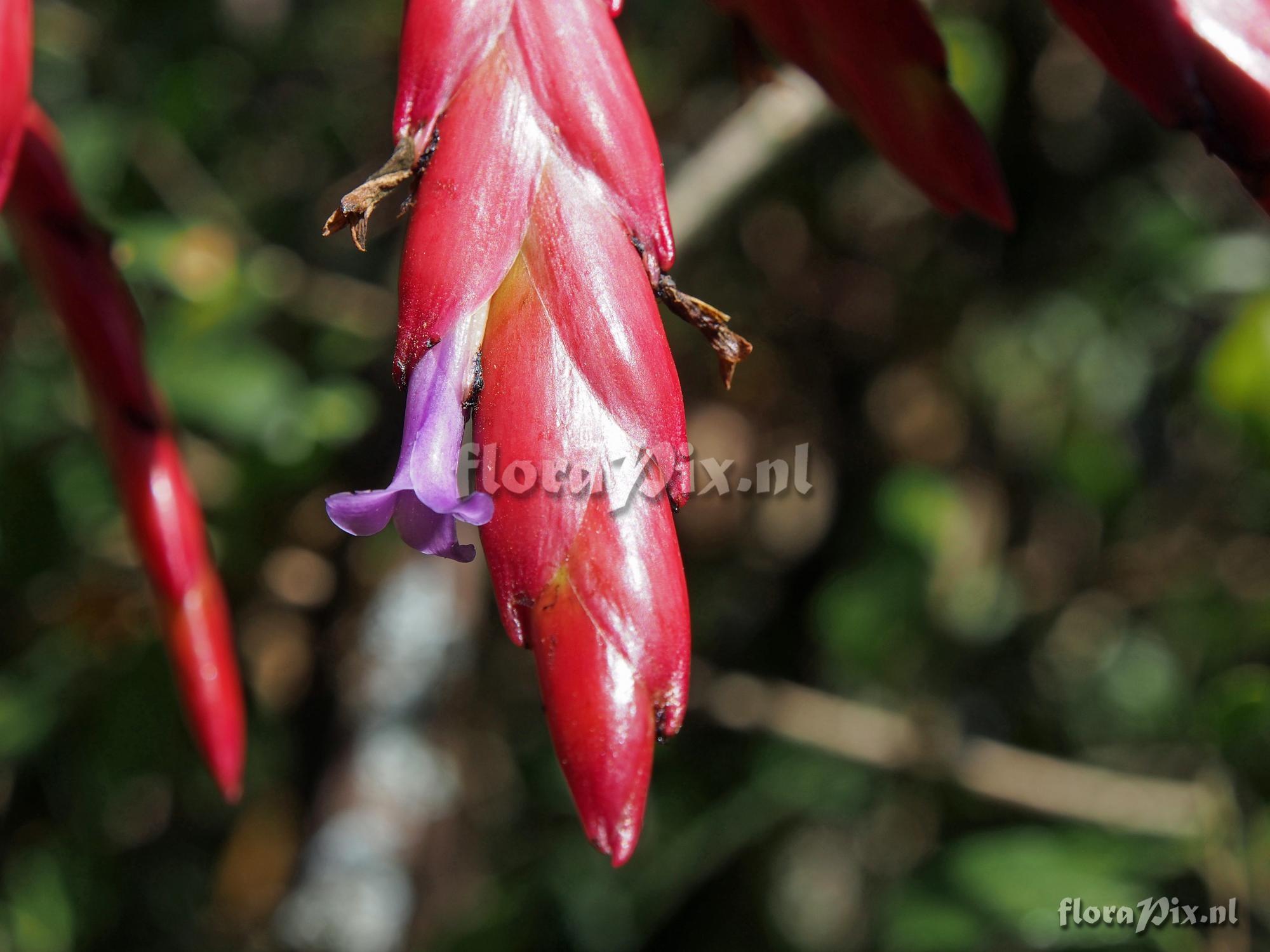 Tillandsia clavigera