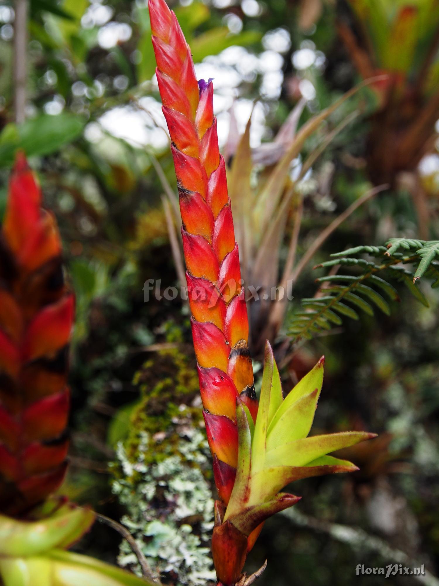 Tillandsia clavigera