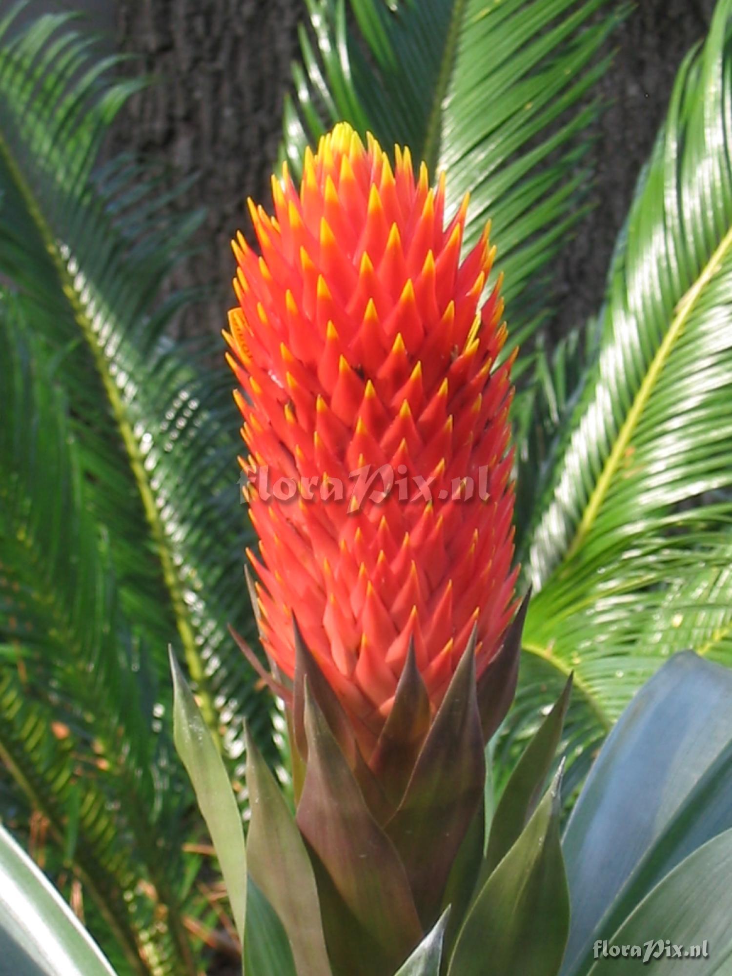 Guzmania conifera