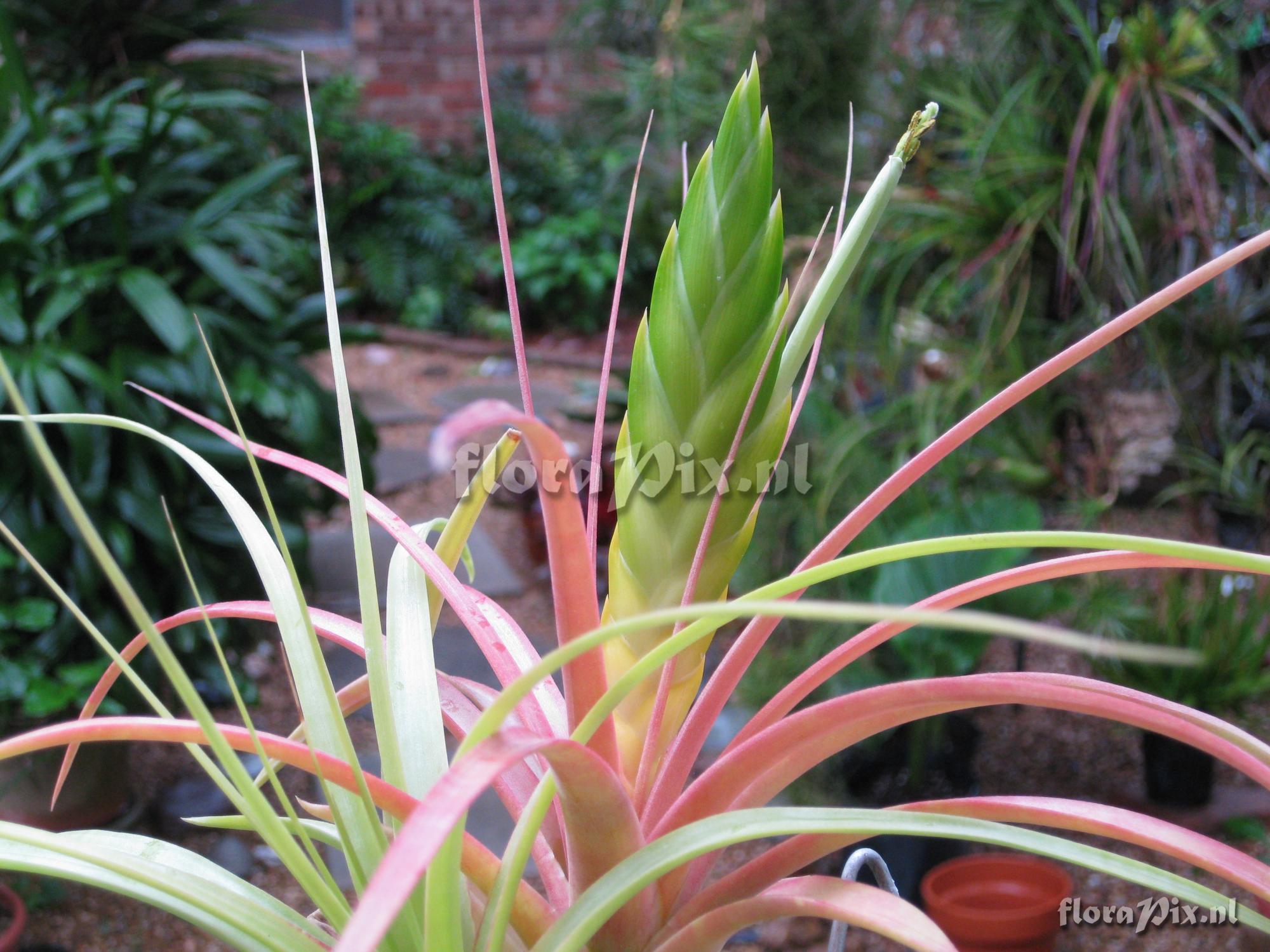 Tillandsia marabascoensis