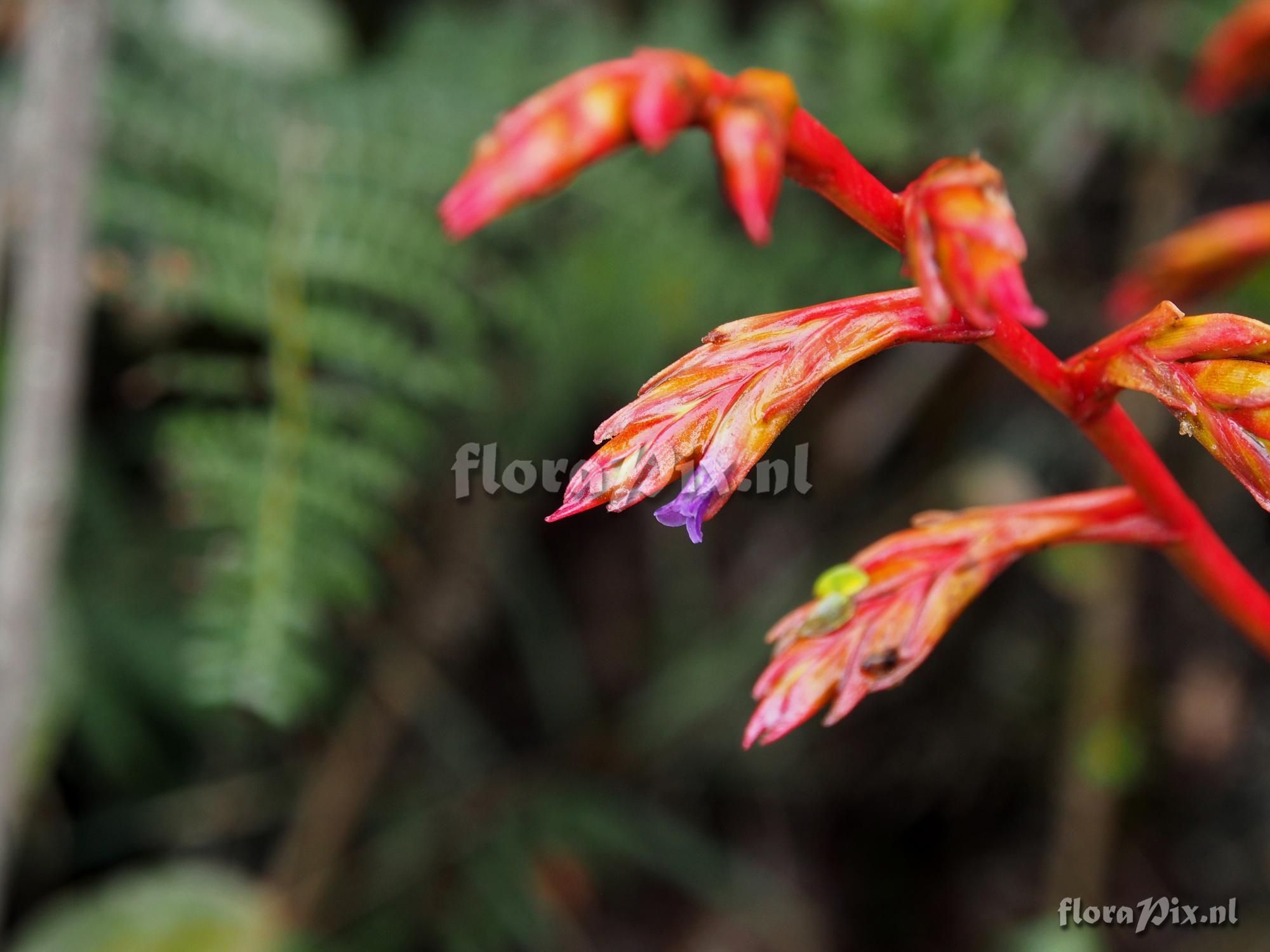 Tillandsia unknown5