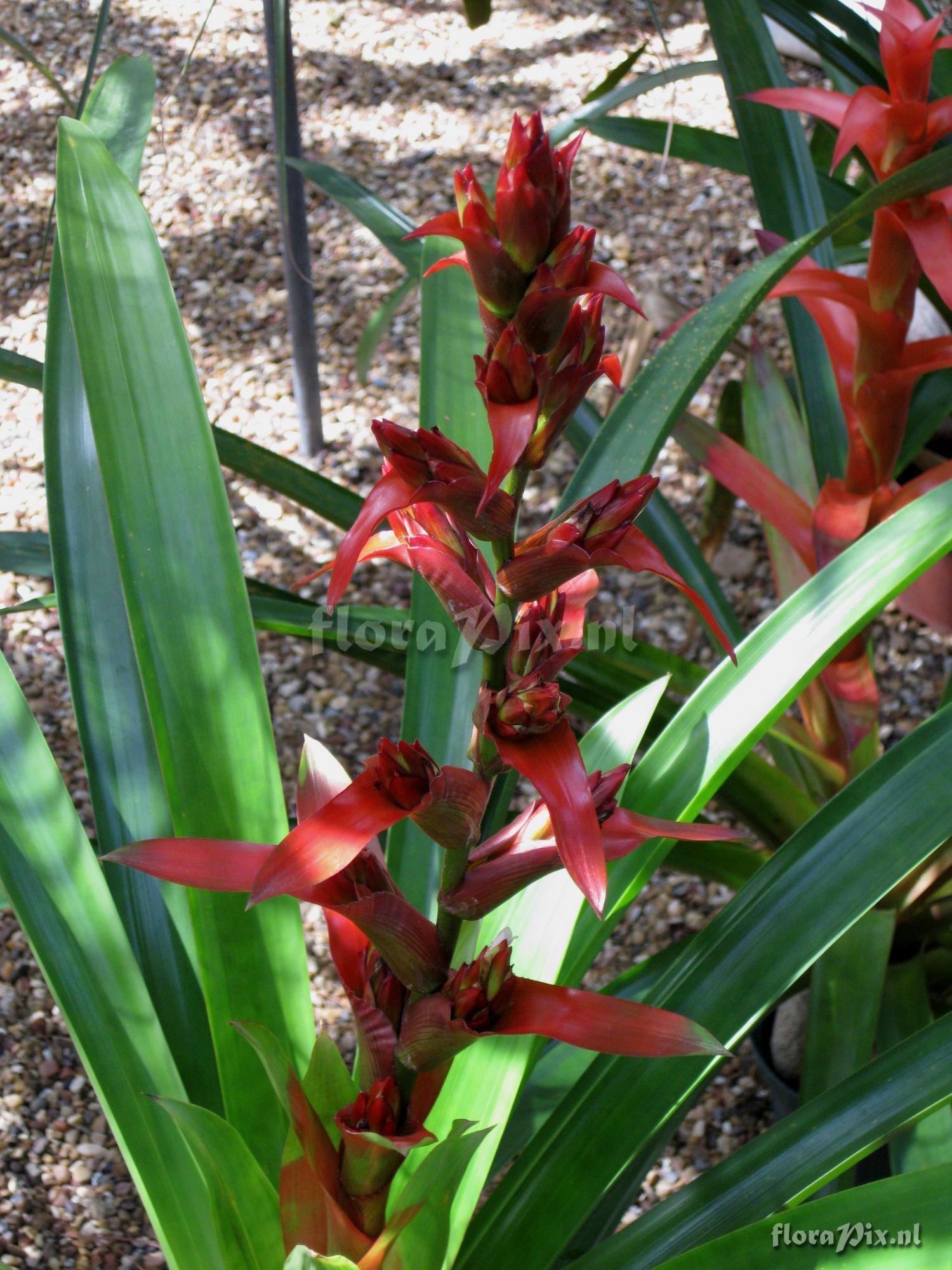 Guzmania variegata