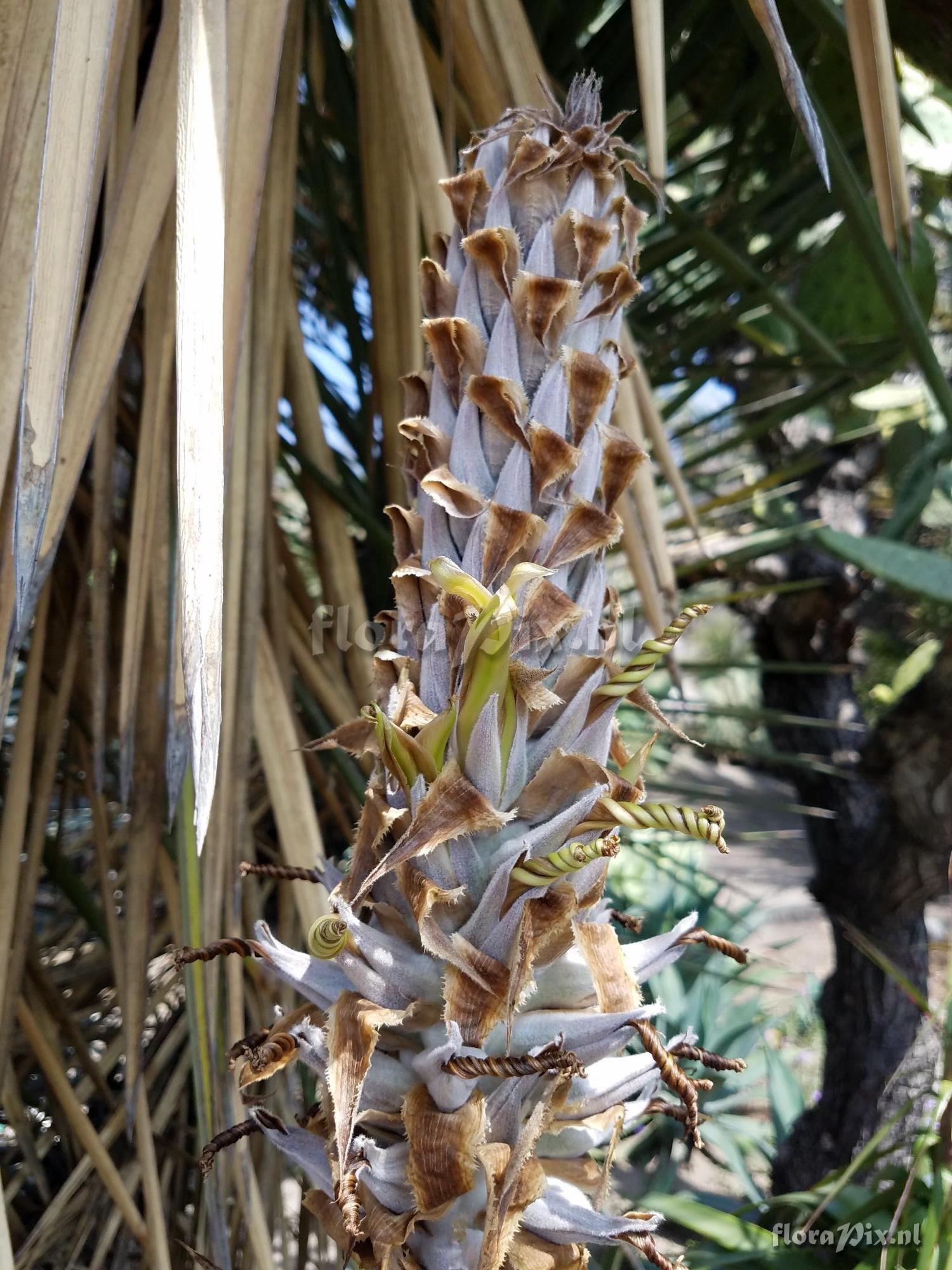 Puya 