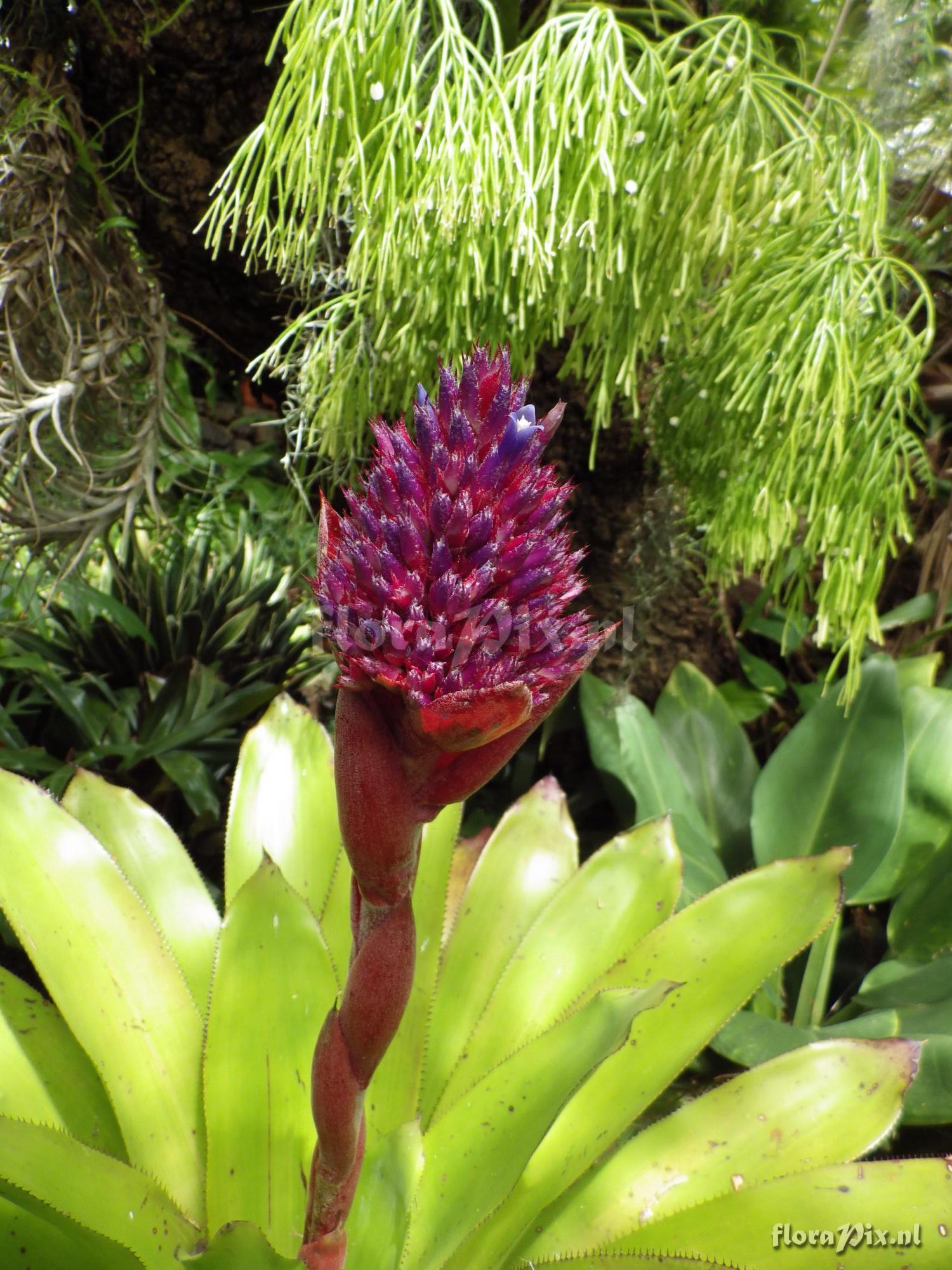 Aechmea aripensis "Raspberry"