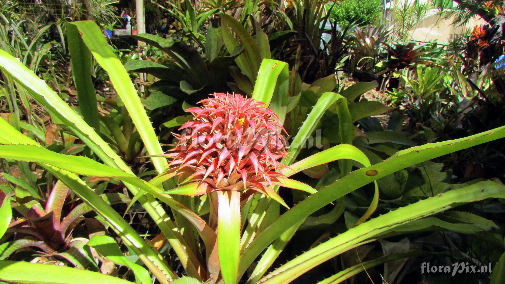 Aechmea strobilacea