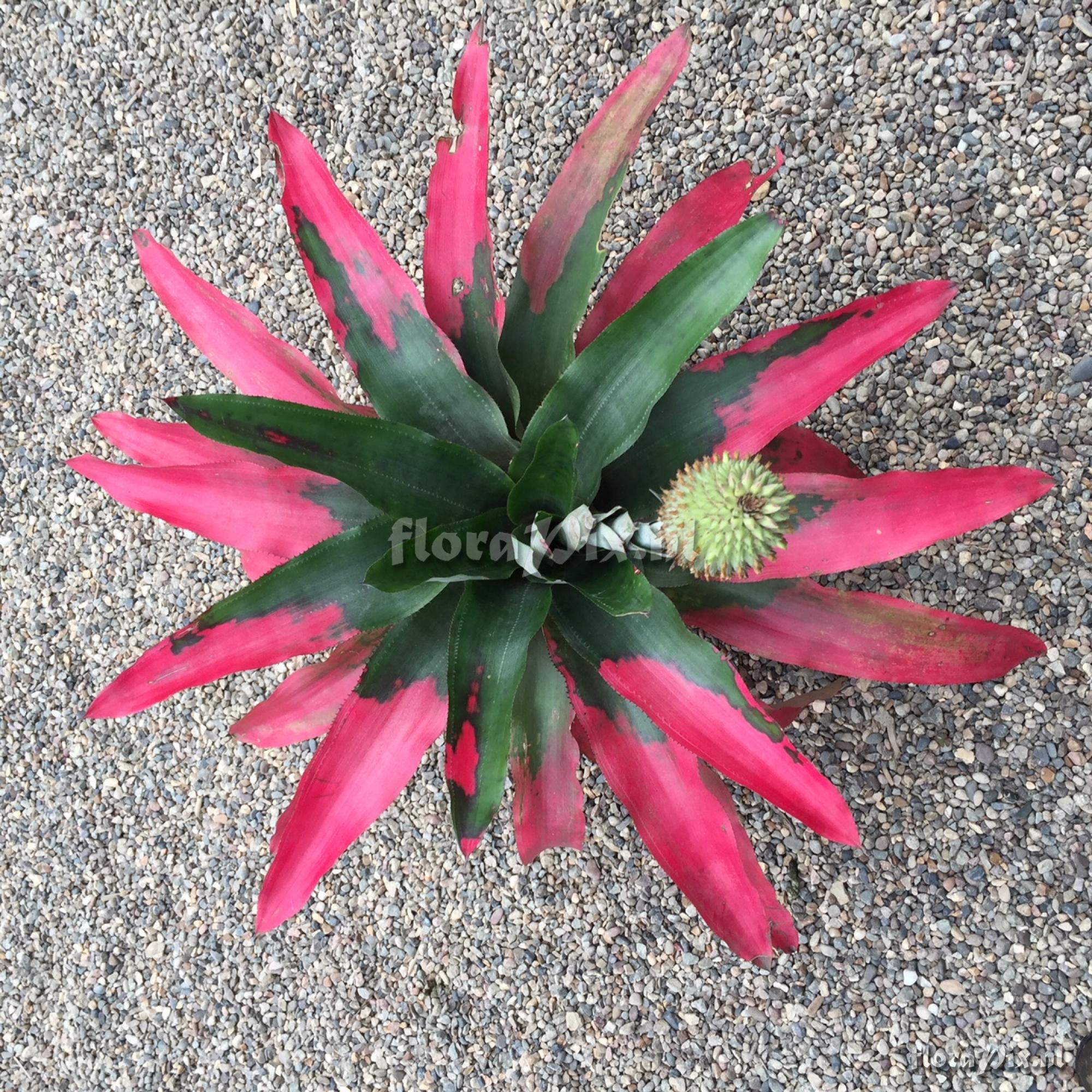 Aechmea pectinata