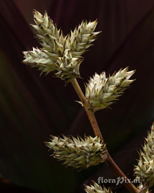 Hohenbergia stellata