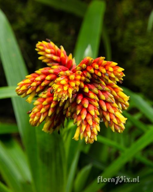 Guzmania rubro-lutea