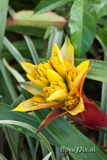 Guzmania hybrid