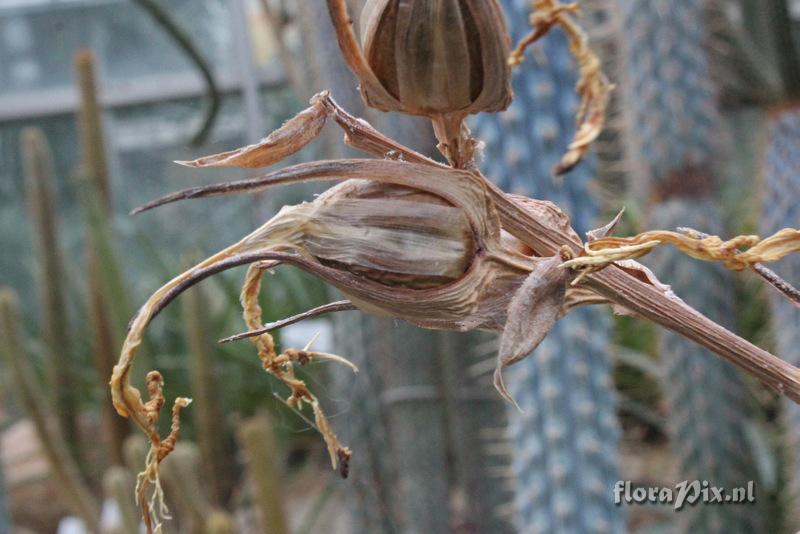 Puya mirabilis