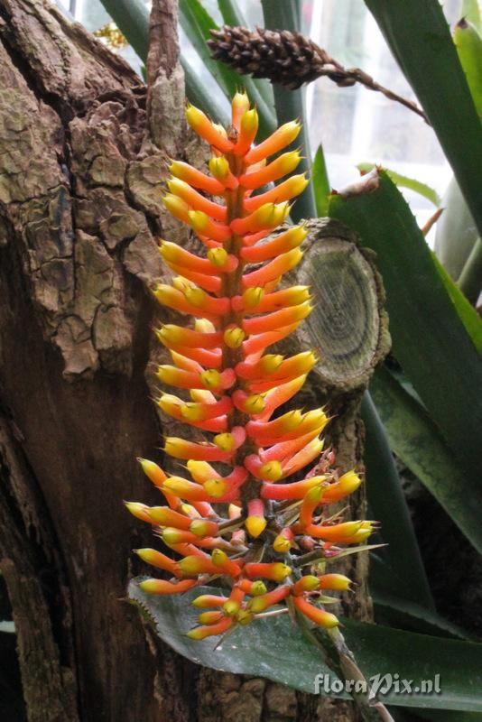 Aechmea caudata