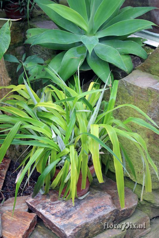 Pitcairnia xanthocalyx