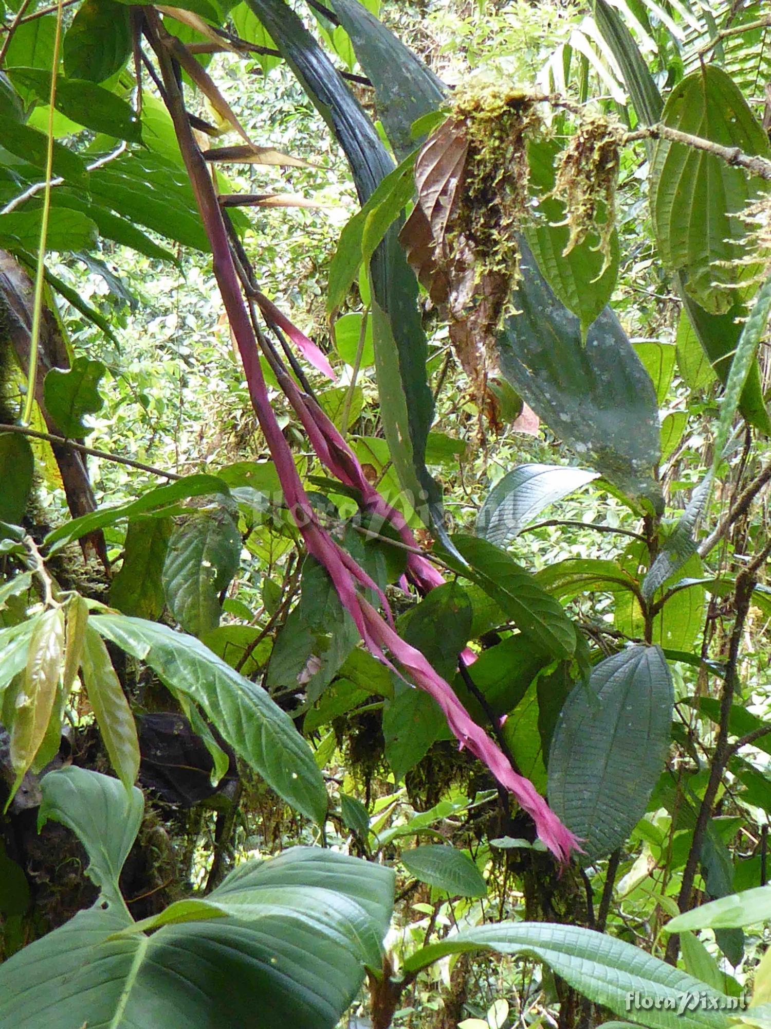 Pitcairnia sp.?