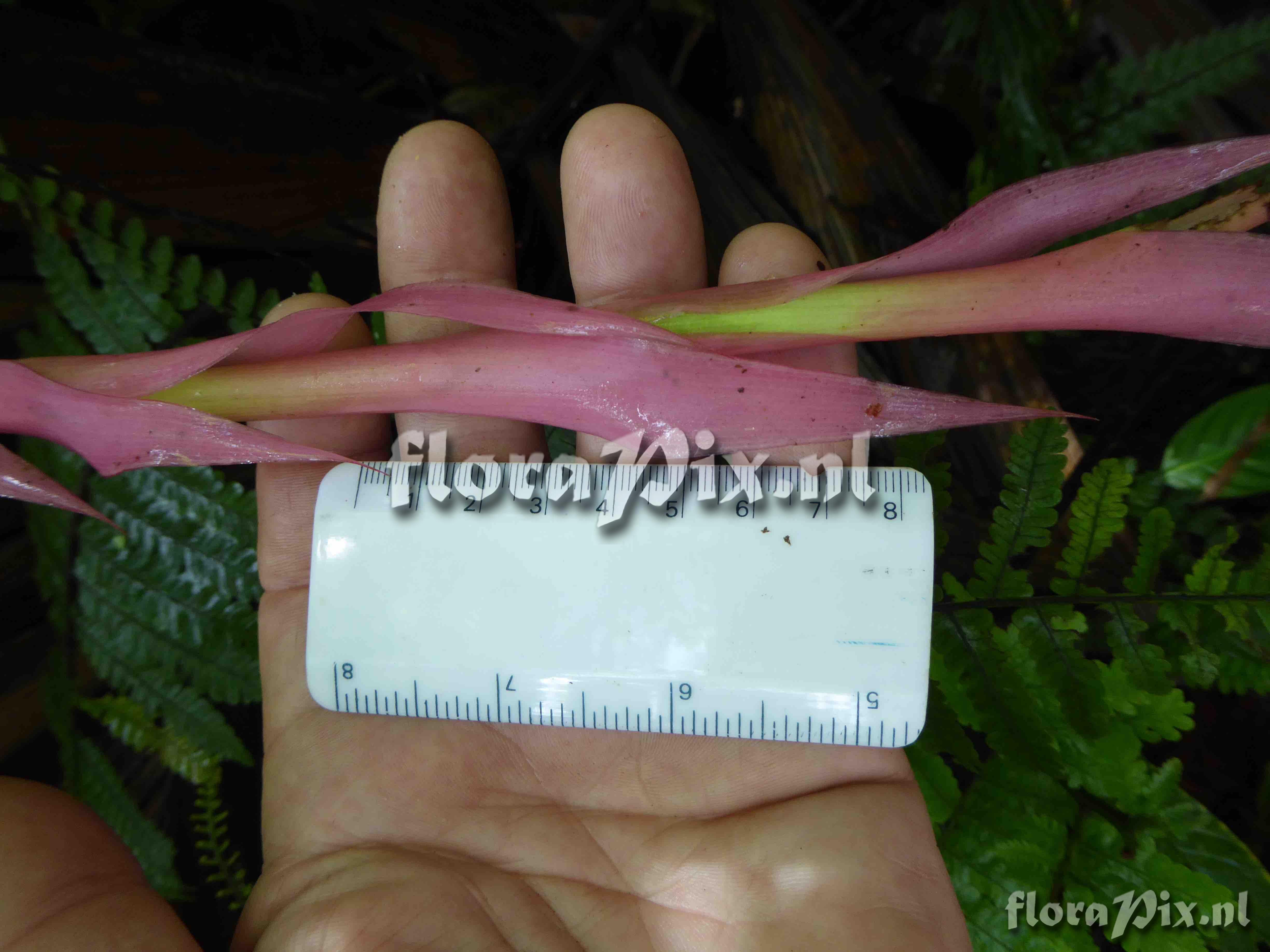 Pitcairnia sp
