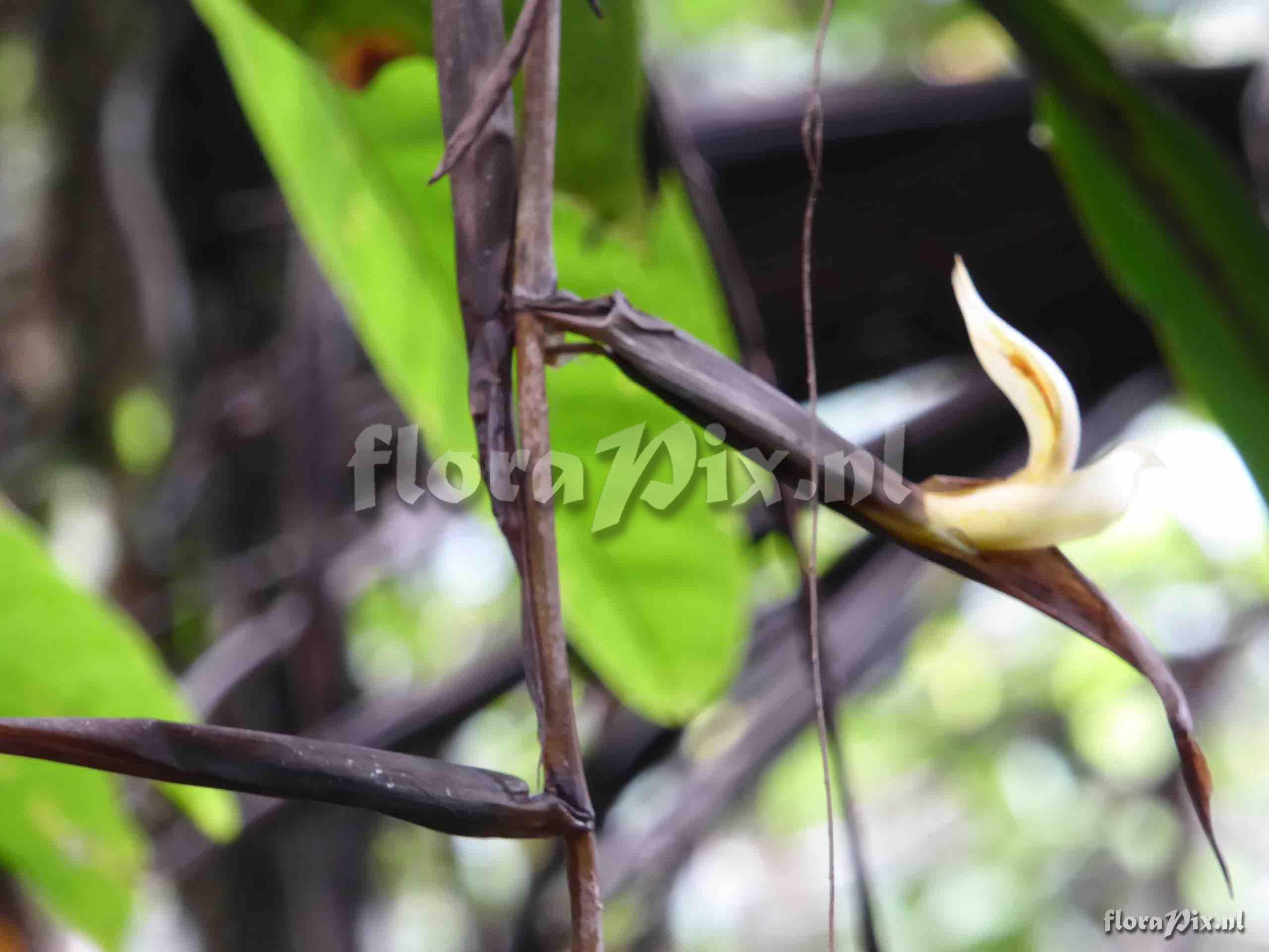 Pitcairnia sp