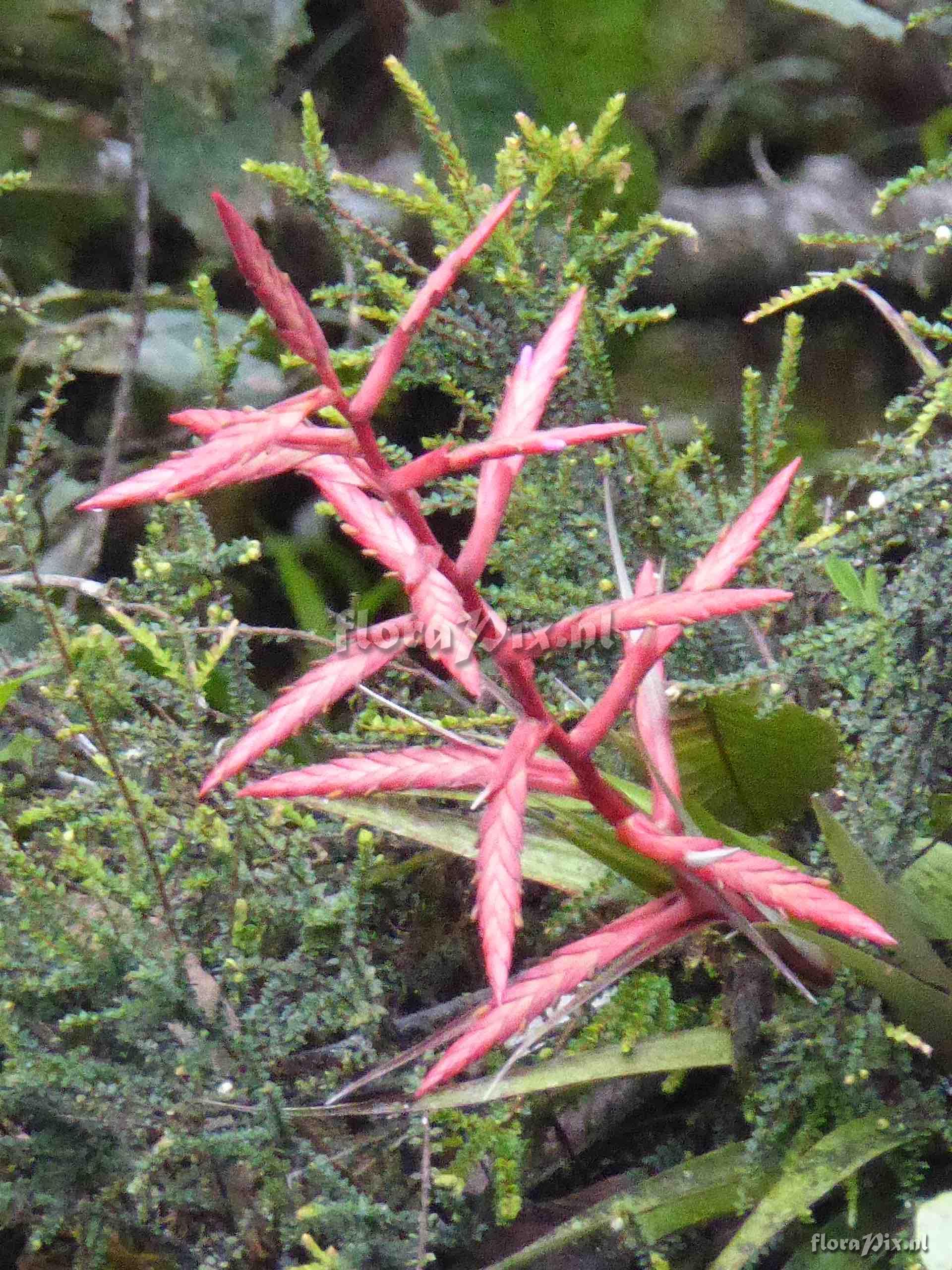 Tillandsia sp.