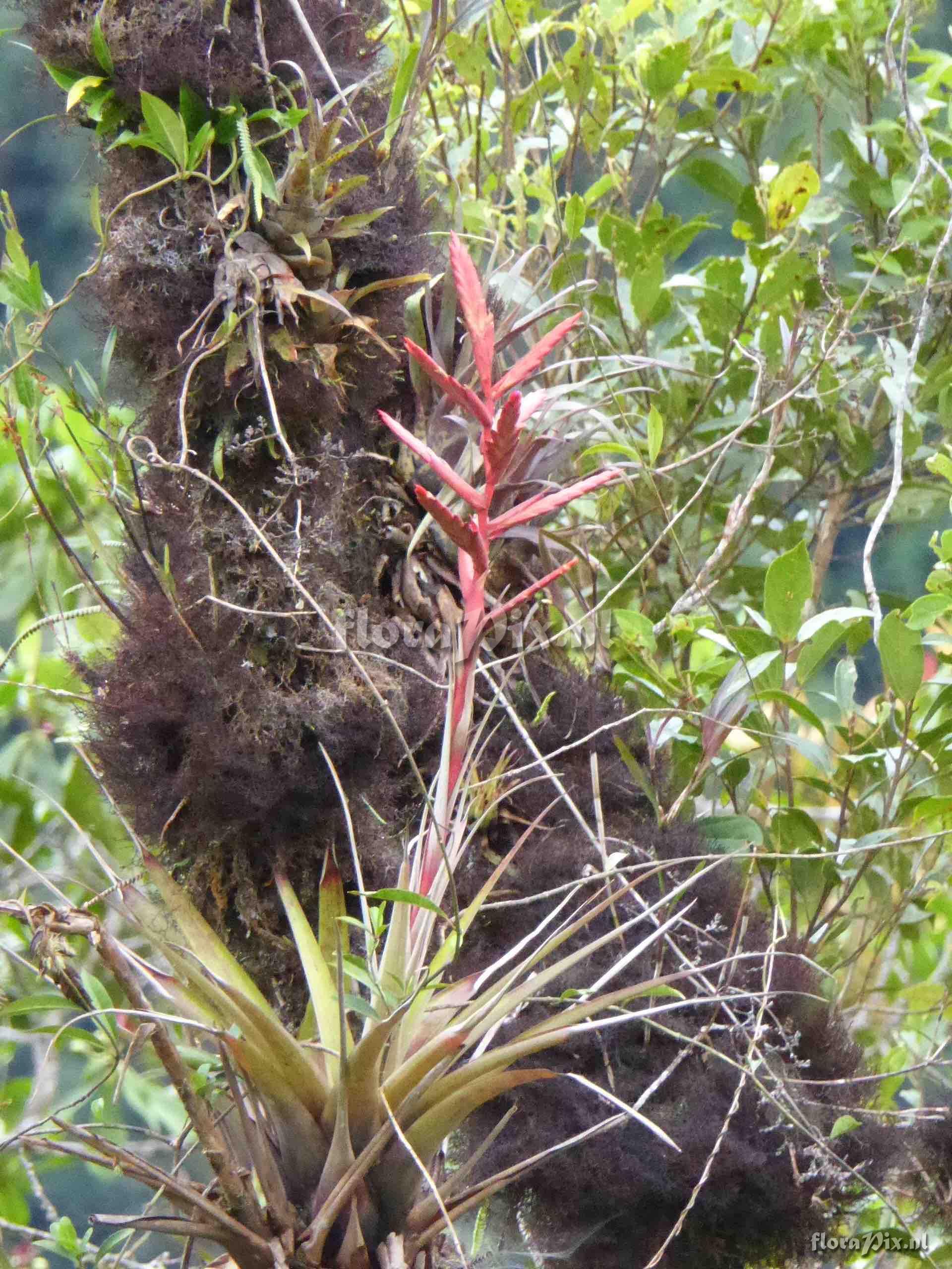 Tillandsia sp.