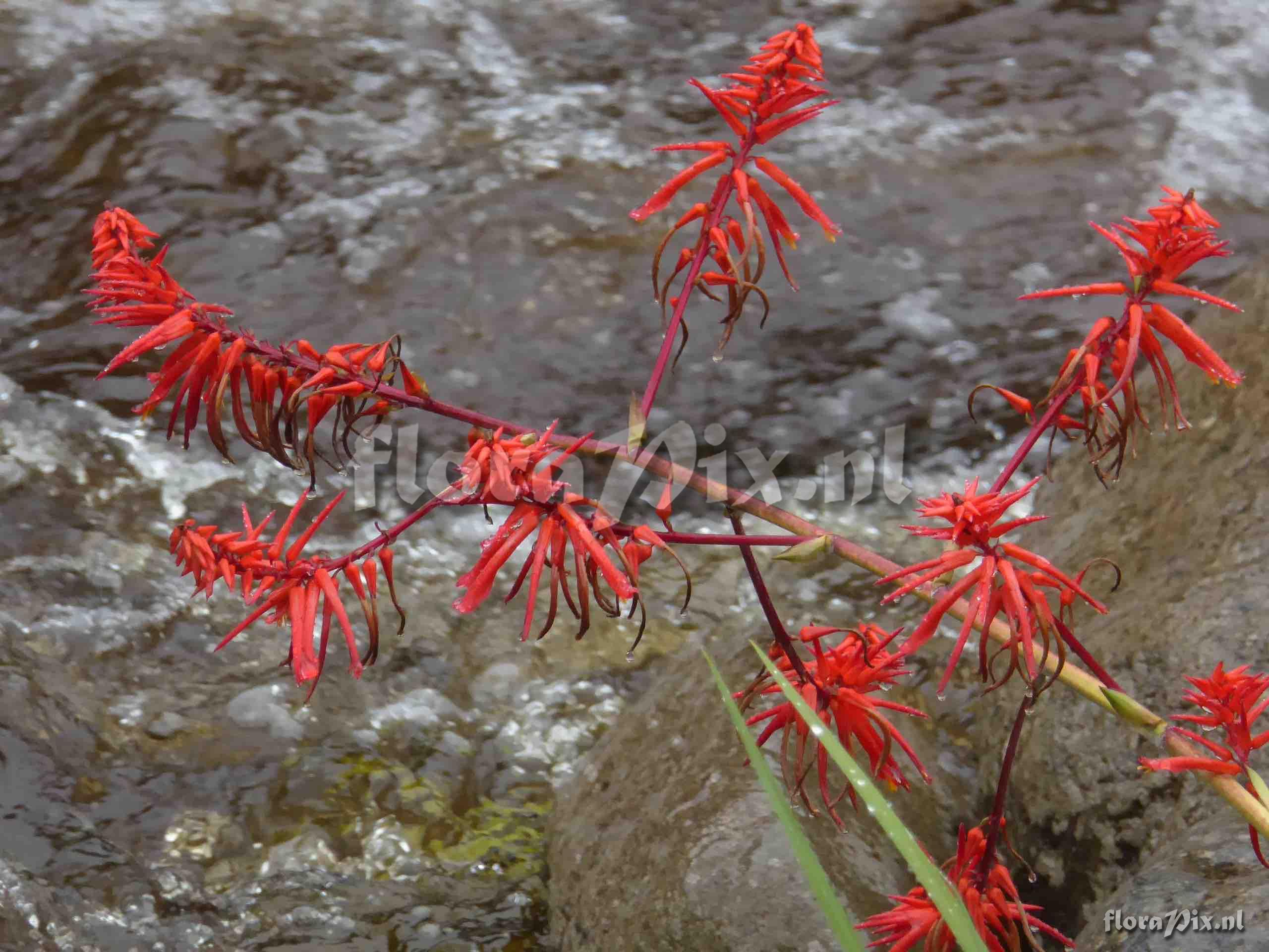 Pitcairnia lehmannii