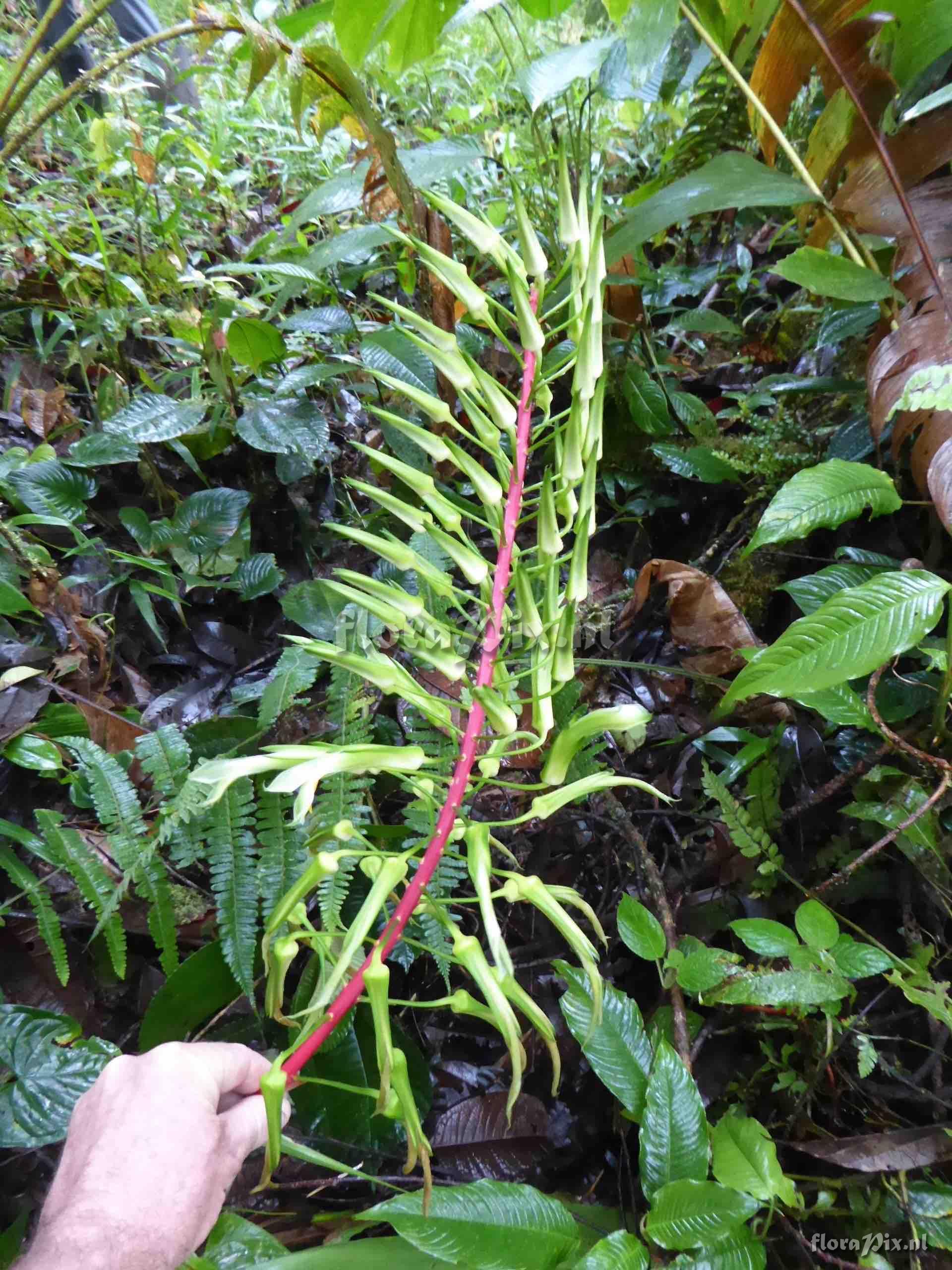 Pitcairnia spectabilis