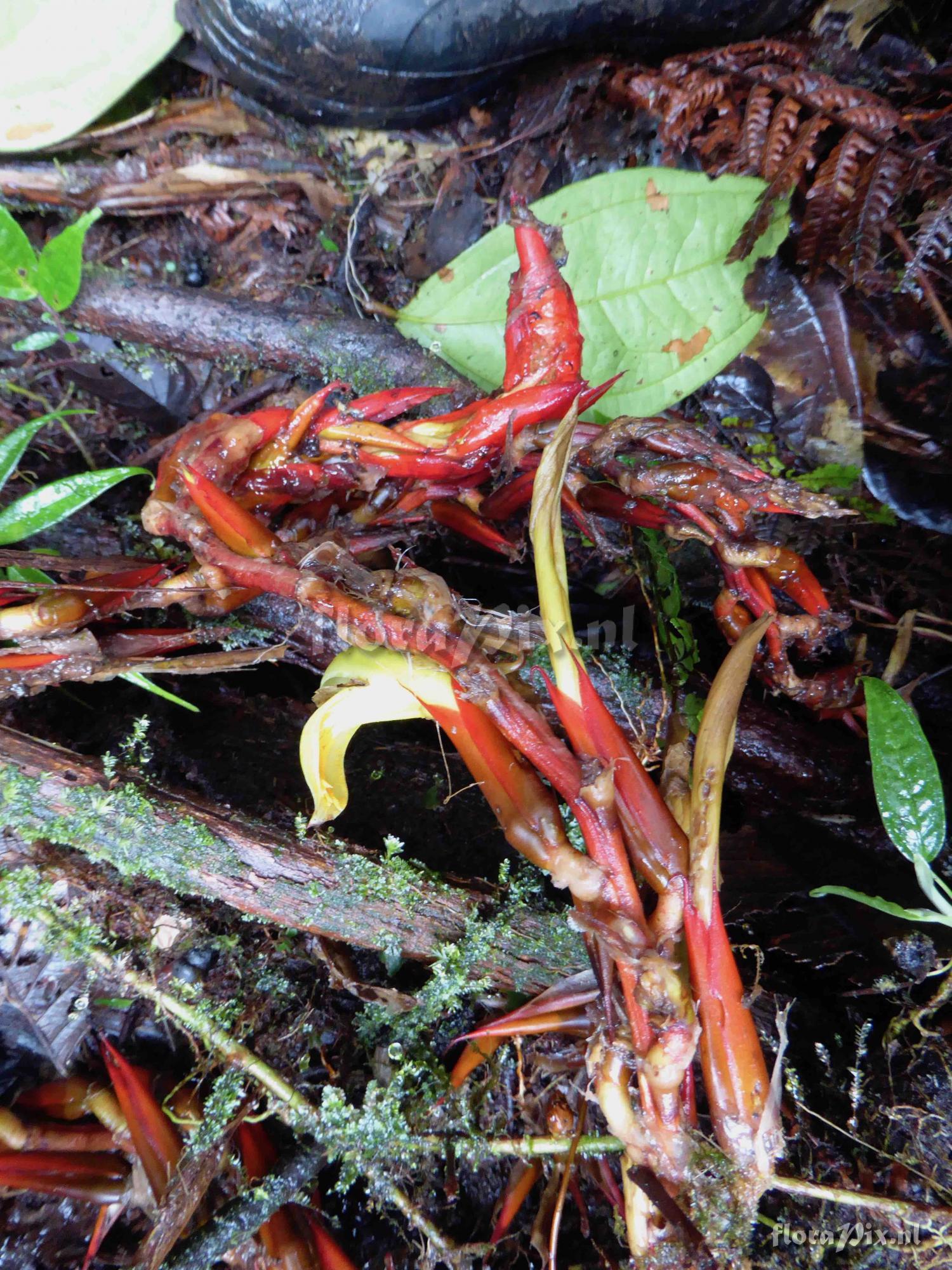 Pitcairnia elongata