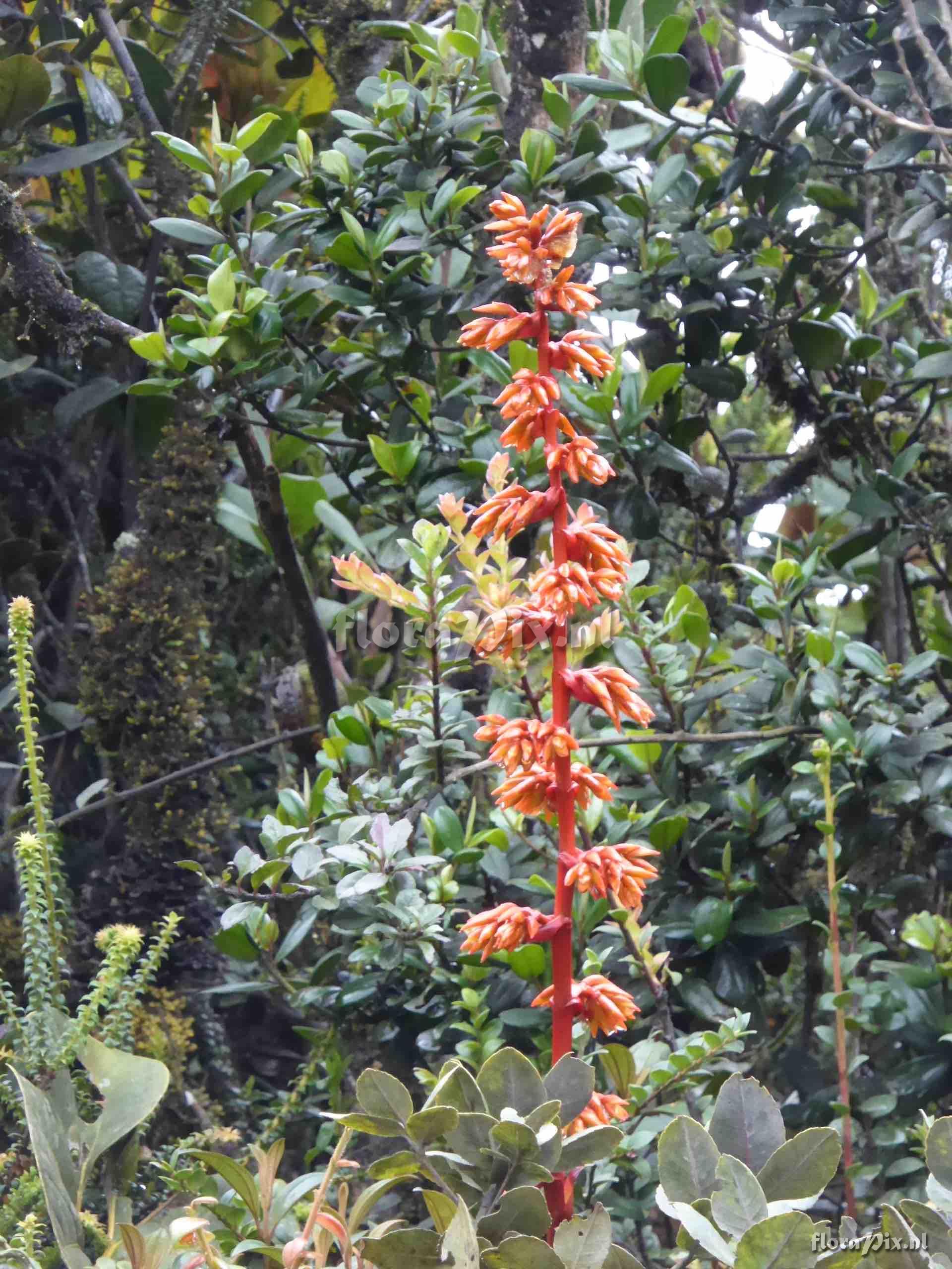 Guzmania bakeri