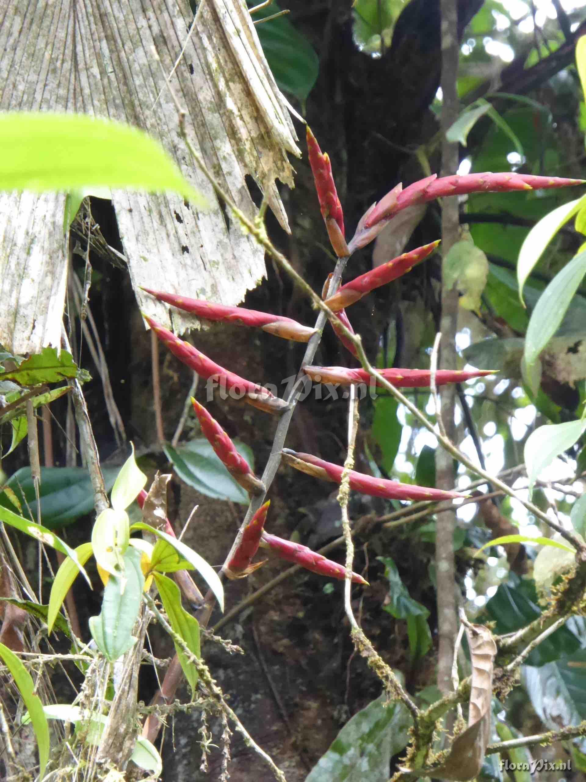 Guzmania regalis