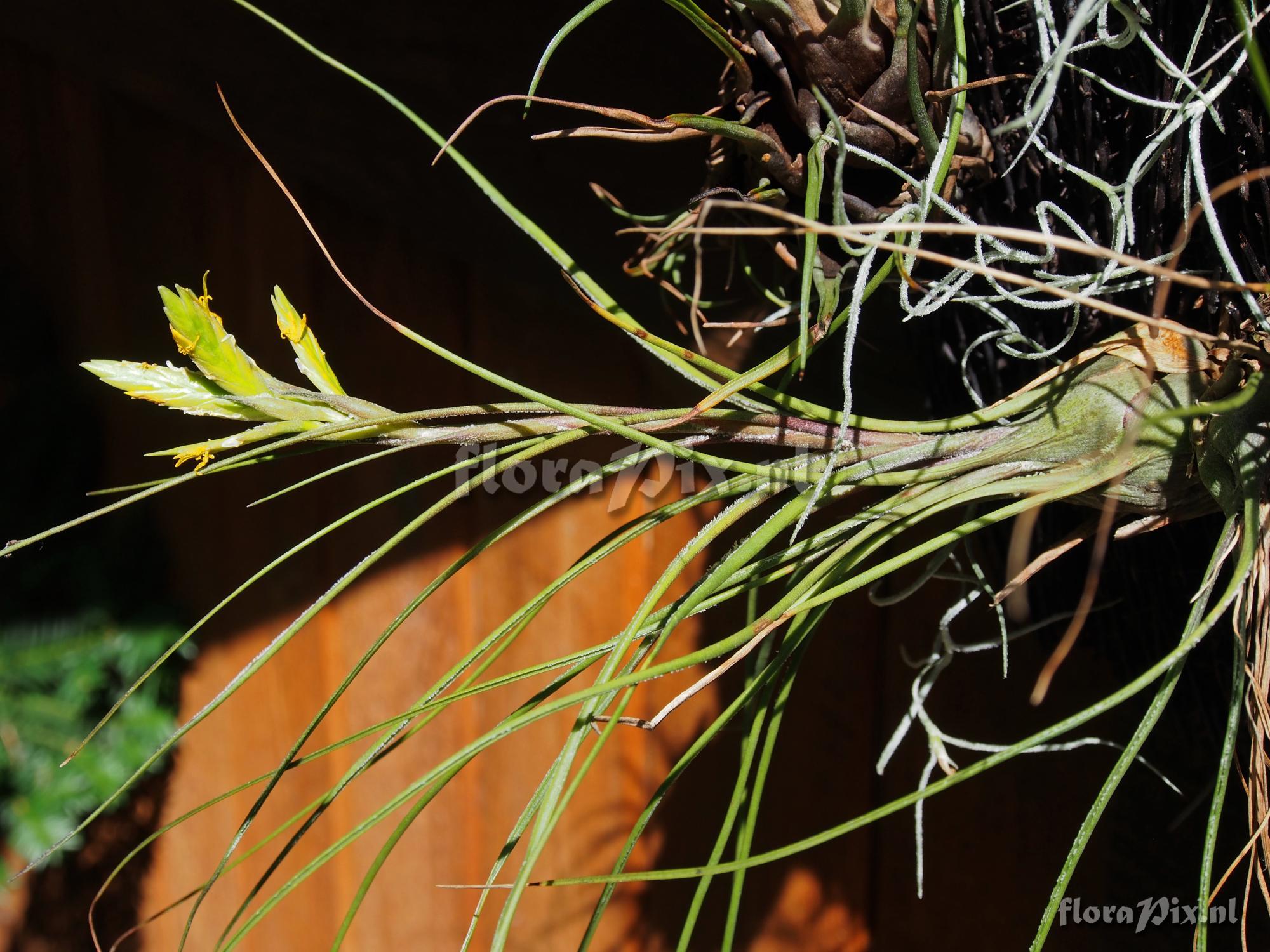 Tillandsia disticha