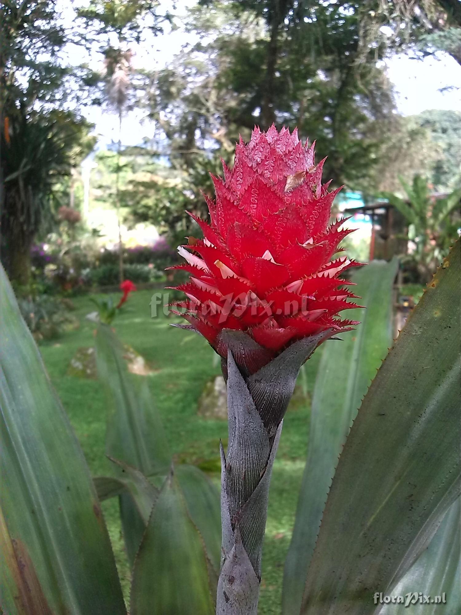 Aechmea germinyana