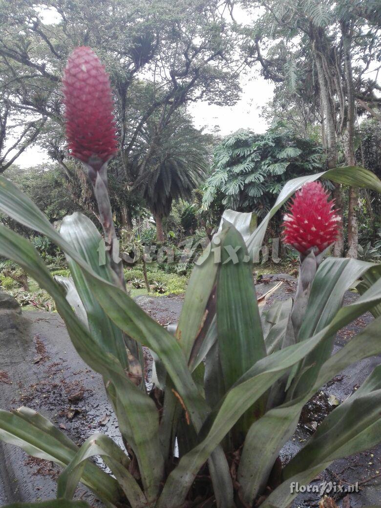 Aechmea germinyana