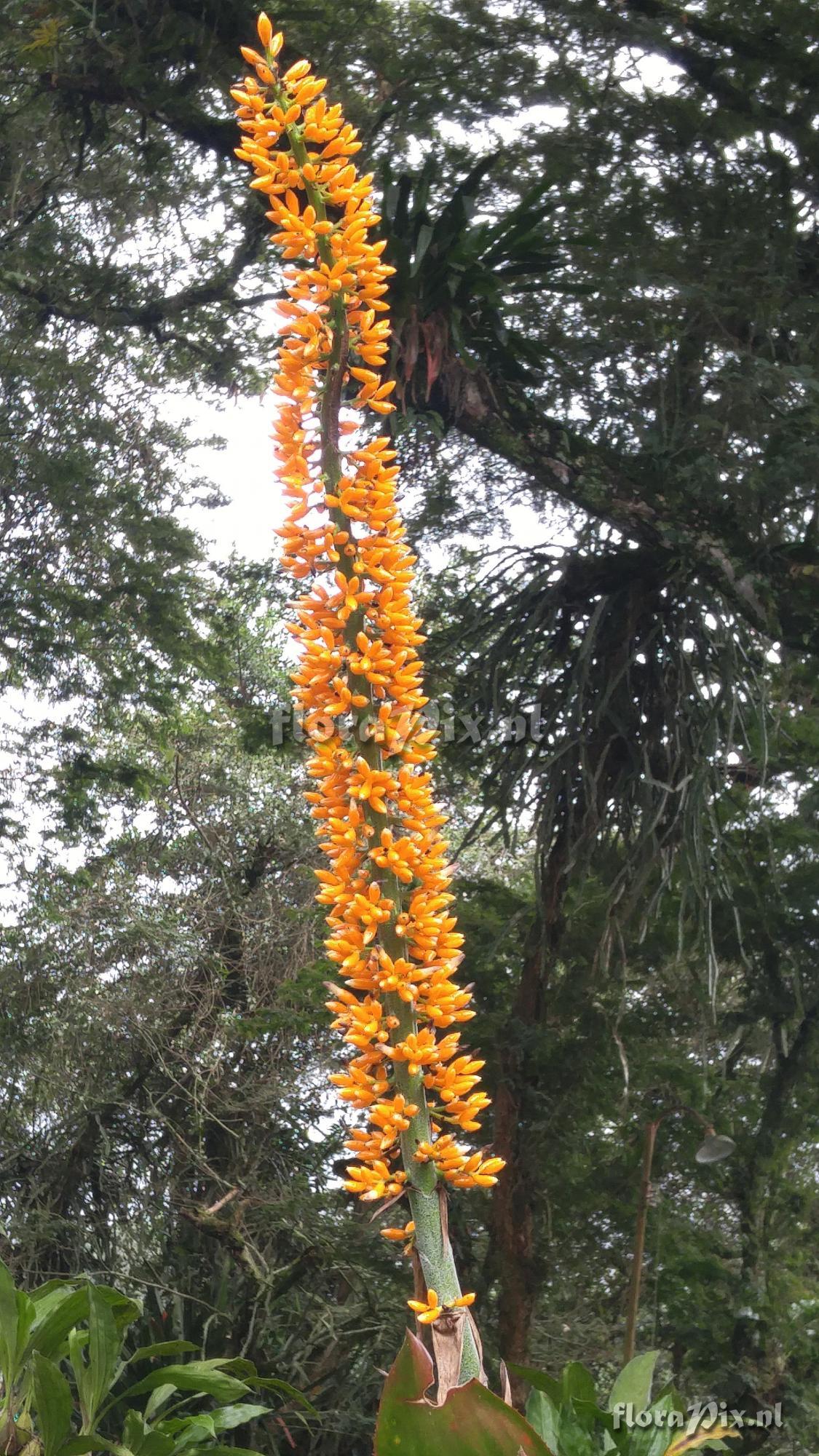 Aechmea latifolia